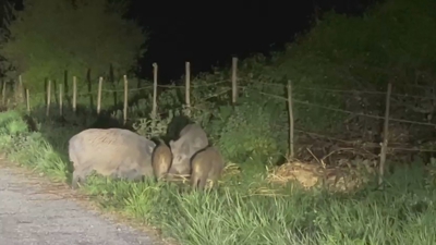 A manda percorre cada noite as pistas do barrio
