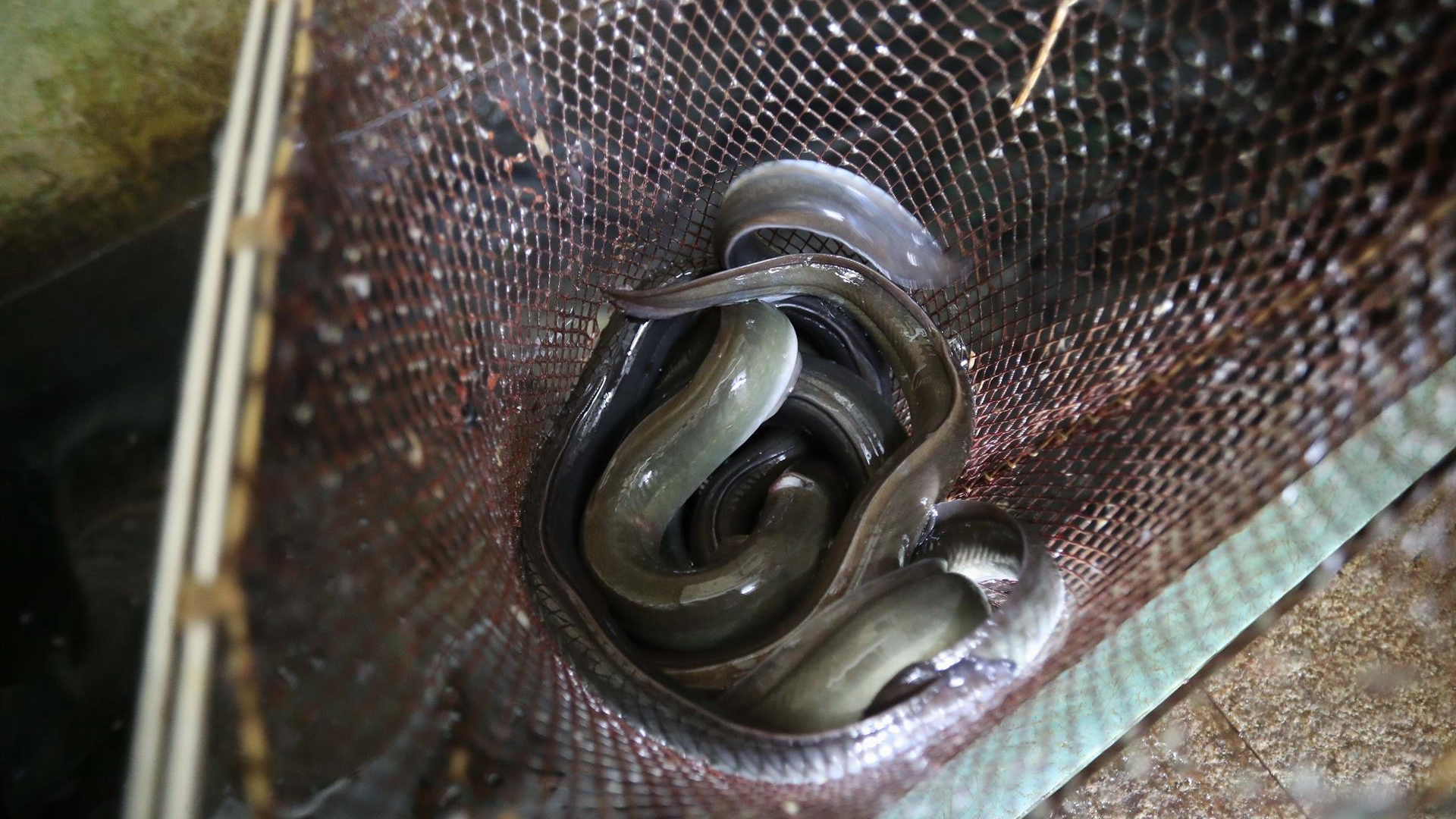 Carlos Castro-Europa Press-Arquivo