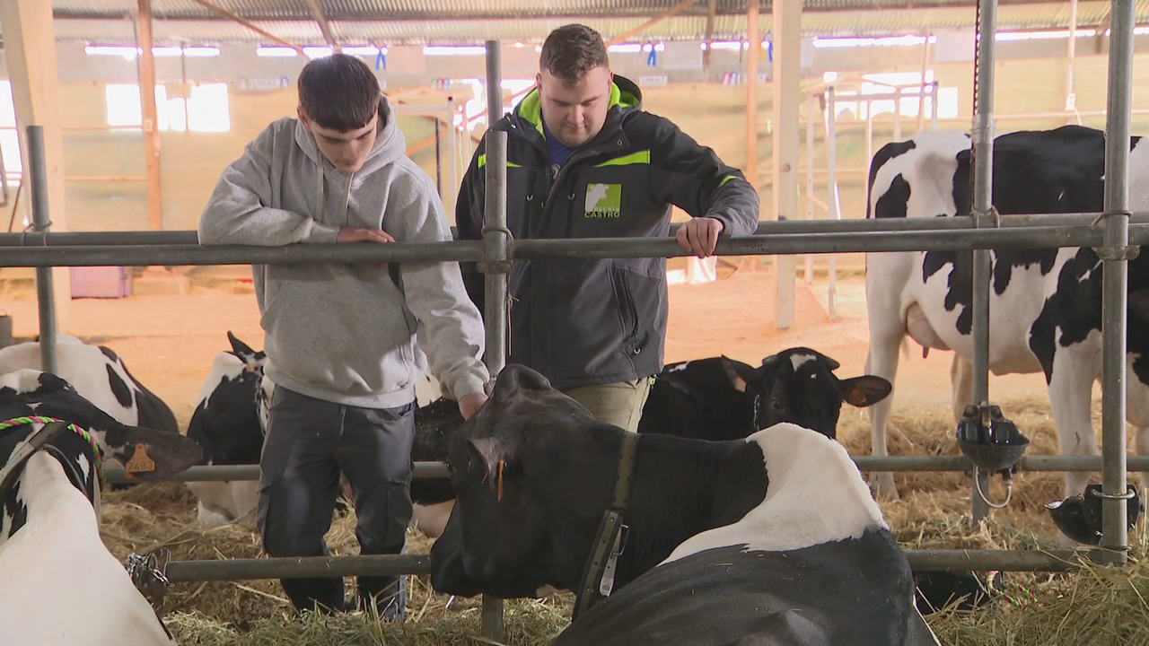 Barni, a gañadora do concurso de gando frisón