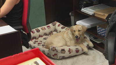 En Galicia hai varias empresas que admiten que os seus traballadores leven as súas mascotas