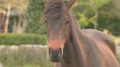 Un dos cabalos que xa se albergan no refuxio