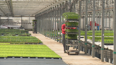 Deste Viveiro de Betanzos saen en abril 5 millóns de plantas para hortas familiares