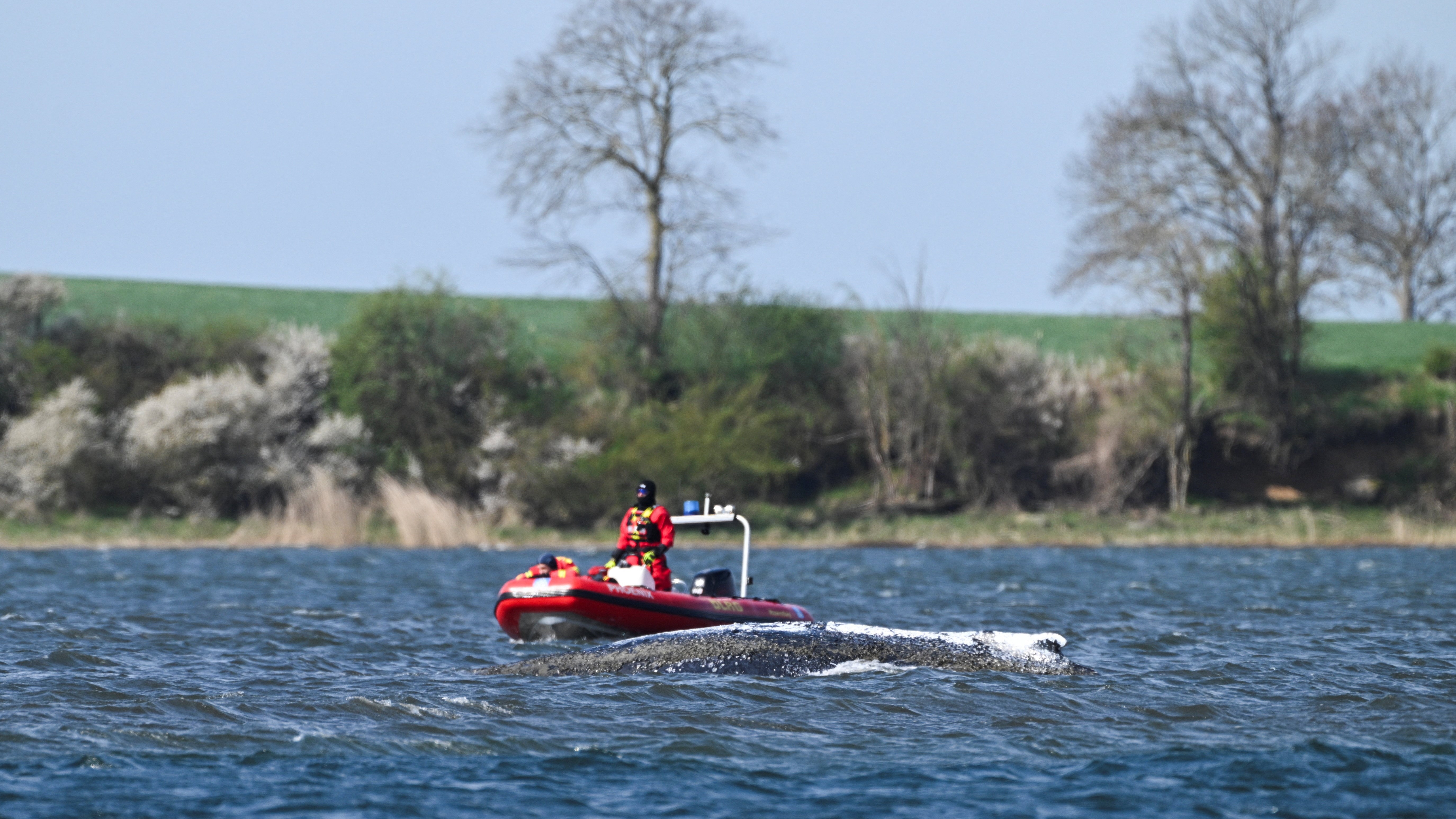 A balea chepuda nada xunto a barcos que intentan escoltala fóra dun banco de area fronte á costa do Báltico (REUTERS)