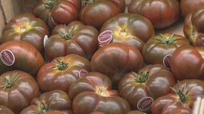 Unha caixa acabada de encher de tomate ibérico