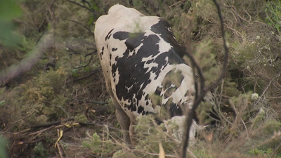 Agónico rescate na Ribeira Sacra lucense para rescuperar unha manda de vacas que caeu por un gran desnivel