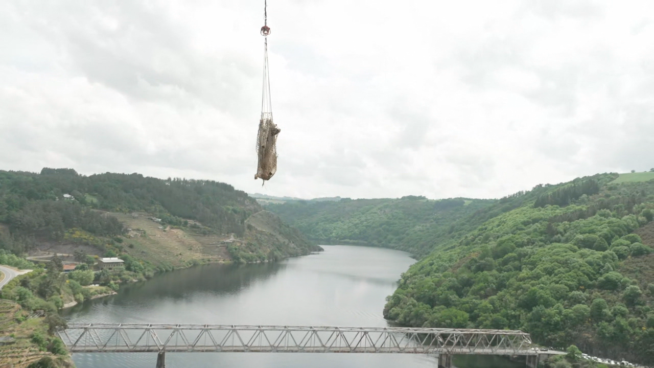 Un helicóptero completa o rescate das últimas vacas atrapadas en Taboada - G24