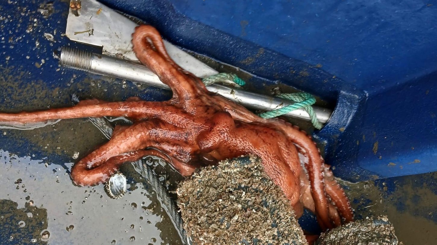Imaxes de Gardacostas de Galicia