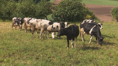 As vacas rescatadas pacen tranquilas na súa granxa de San Xián de Insua