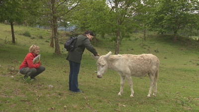 O burro Albino forma parte dunha experiencia pioneira de roza natural no xacemento arqueolóxico de Montesclaros, na Laracha