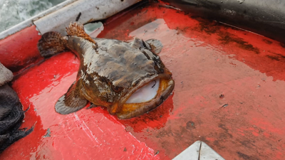 O peixe sapo lusitano está a converterse nunha ameaza para o choco
