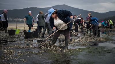 Mariscadoras de Noia recollendo bivalvo morto no Testal en marzo de 2026. Europa Press-Arquivo