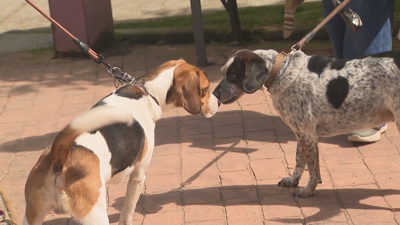 Dous animais de compañía ás portas dun canil en Lugo
