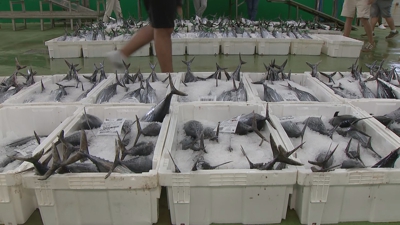 Lotes de bonito listos para a súa venda na lonxa de Burela (TVG)