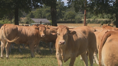 Exemplares de rubia galega na granxa Finca Villadangos do Corgo