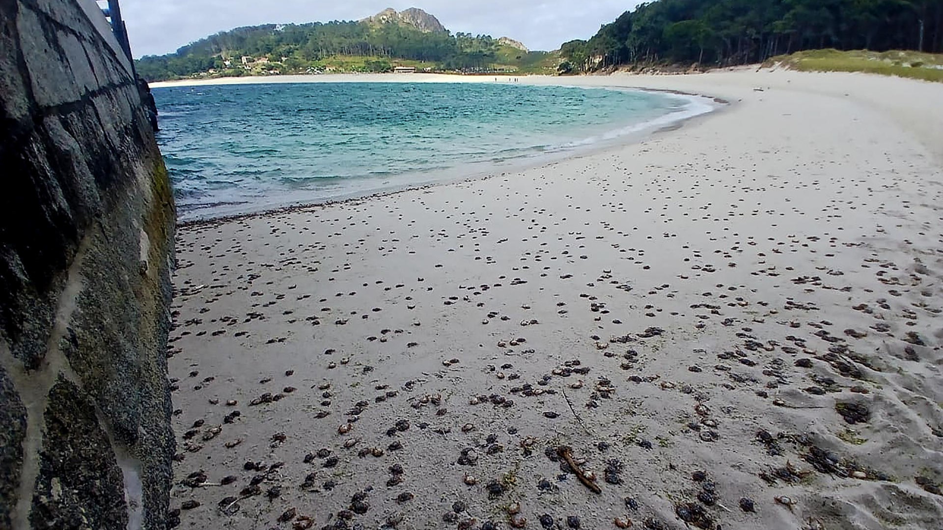 EFE/Parque Natural das Illas Atlánticas de Galicia
