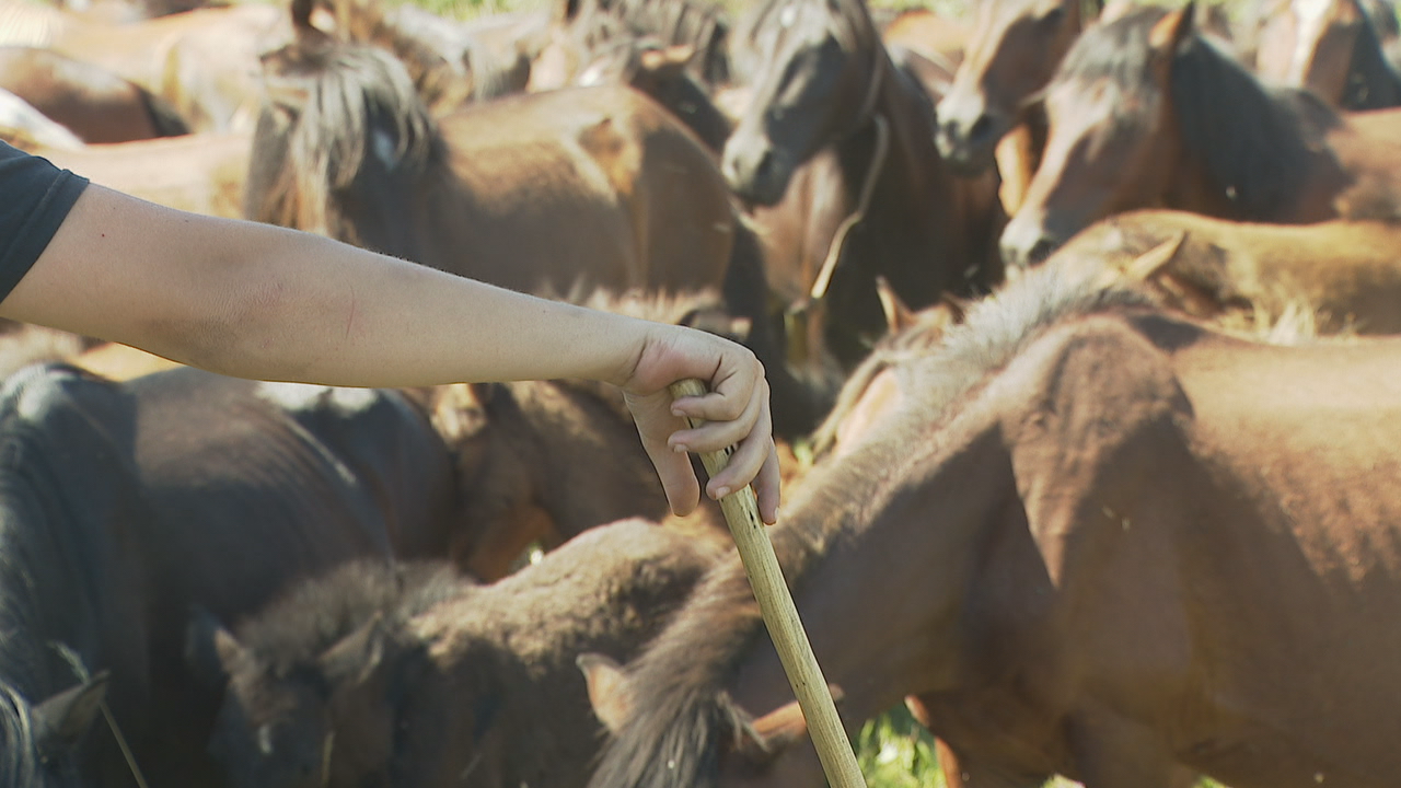 A cultura cabalar transmítese en Sabucedo de xeración en xeración