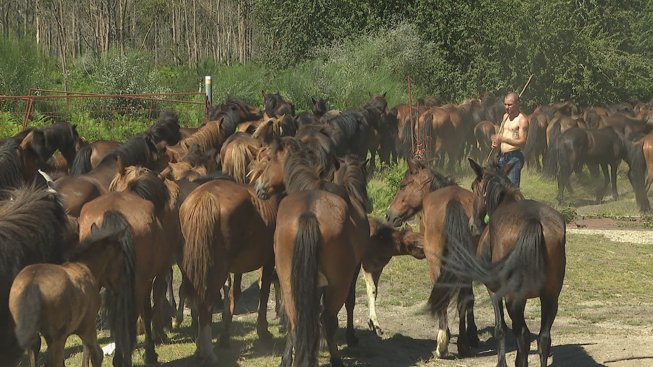 Os cabalos agrupáronse no peche do Castelo