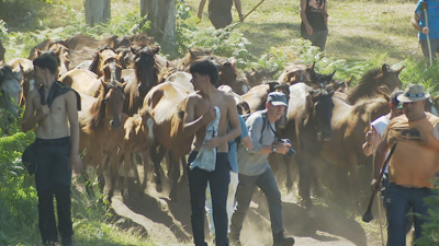 Ducias de voluntarios pasaron todo o día agrupando os cabalos