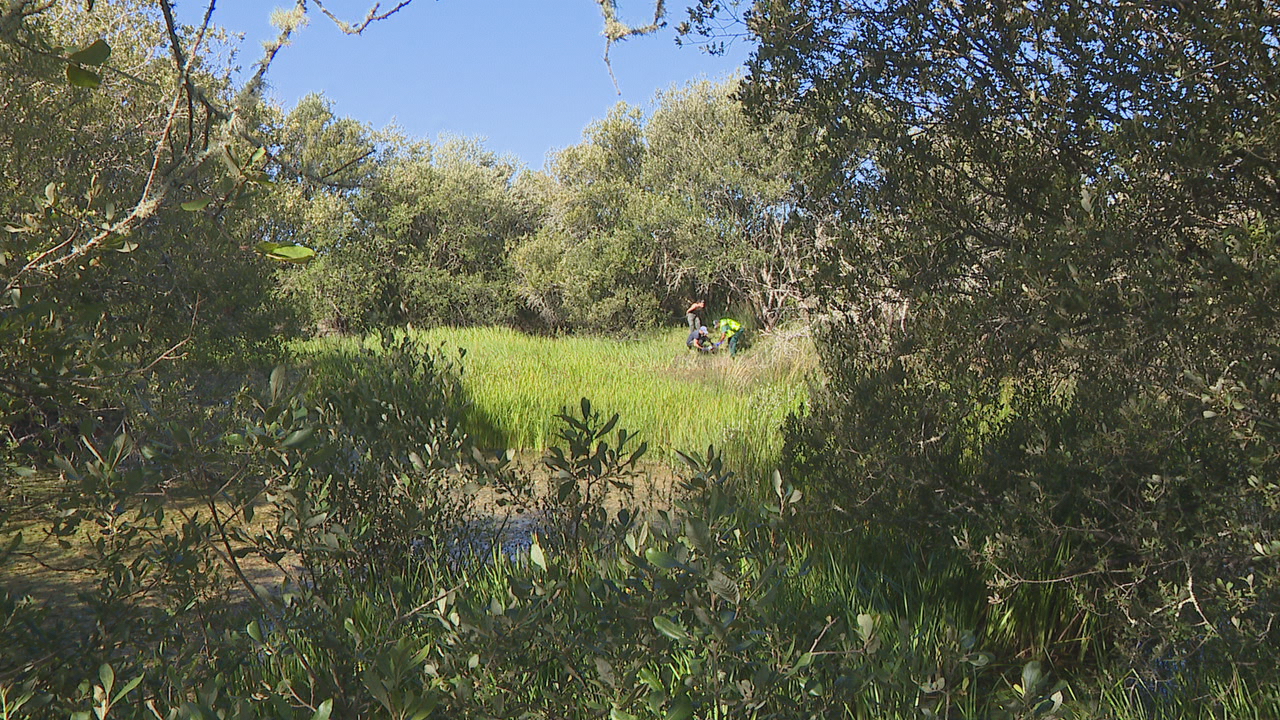 A barreira da telleira de Olveira renexenouse nunha lagoa que hoxe acolle a nova colonia de sapoconhos