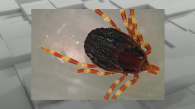 Exemplar de Ixodes Ricinus, a carracha que transmite a bacteria causante da enfermidade de Lyme