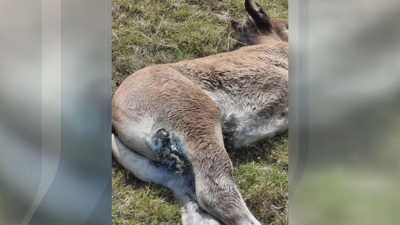 Poldro malferido tras un ataque do lobo no Xistral