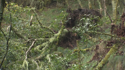 Árbore derrubada por esta especie de tornado