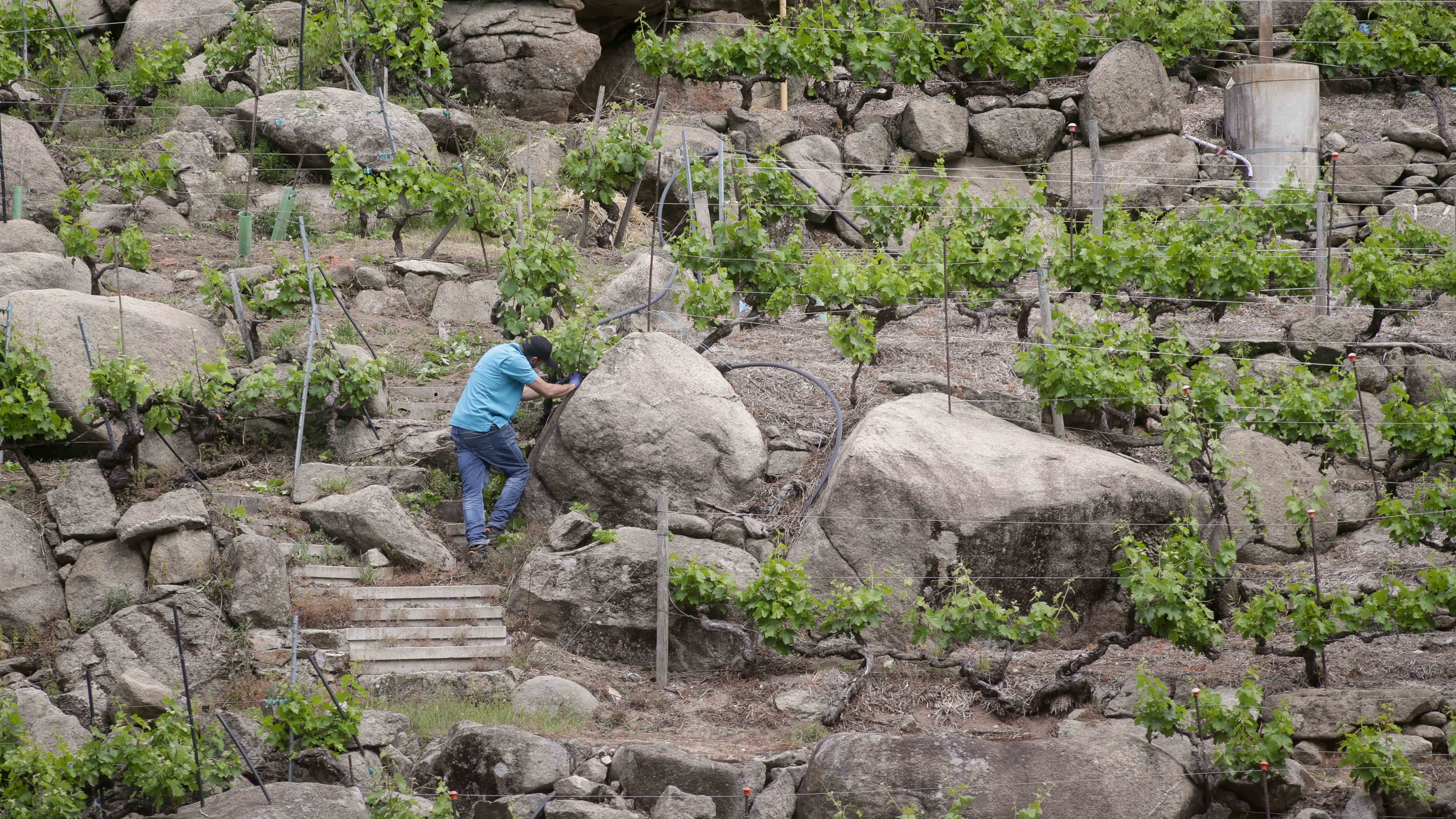 Un traballador nun bancal da Ribeira Sacra. EUROPA PRESS/Carlos Castro