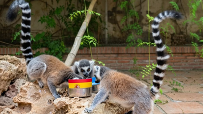 Os lémures Julien, Maurice e Mort, que se chaman asi polas películas de Madagascar, téñeno claro: España