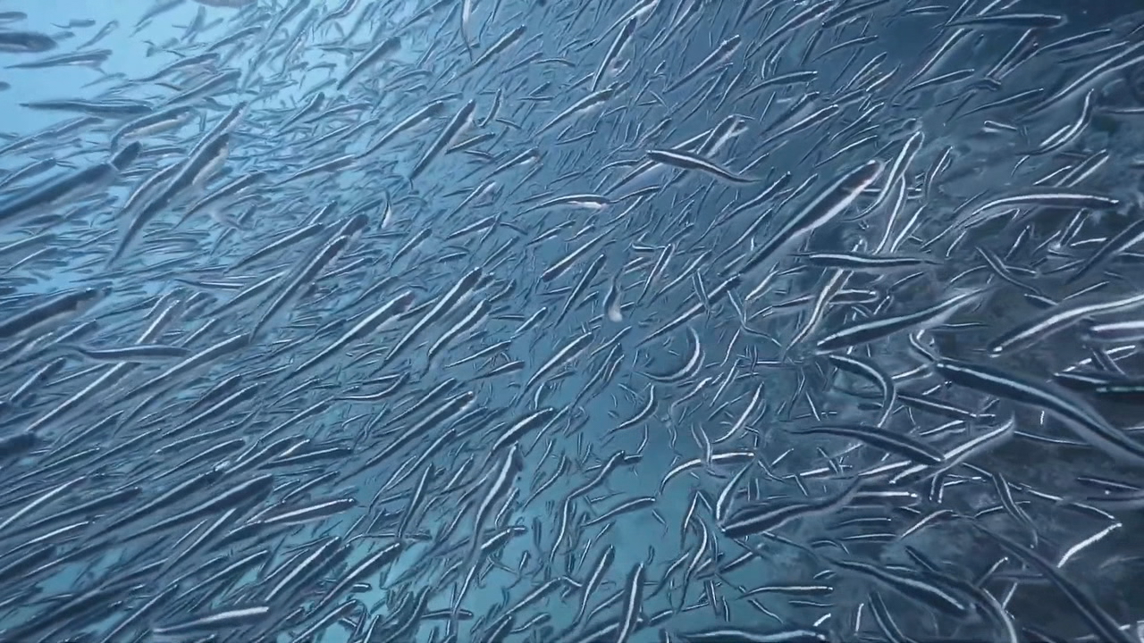 Calcúlase que nos océanos hai cerca dun millón de especies