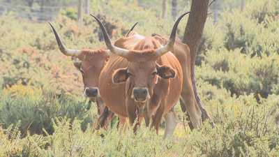 Vacas cachenas da comunidade de montes de Santa Mariña de Esteiro