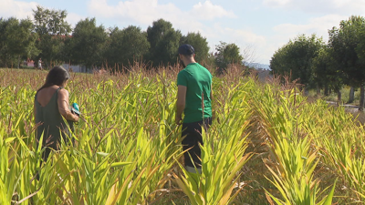 Imaxe dunha das plantacións de millo que se botaron a perder pola seca en Mugardos