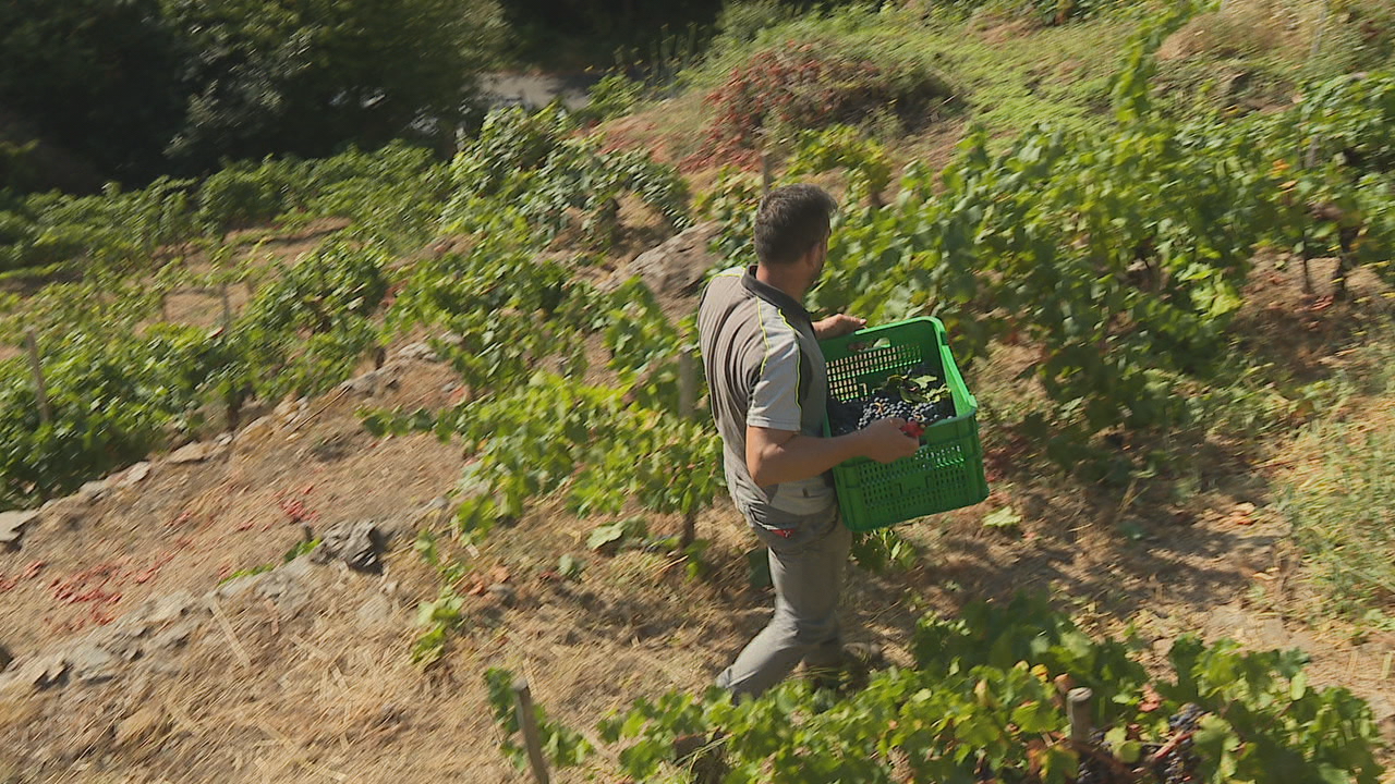 Os viticultures agardan que a chuvia sea mansa e de poucos días