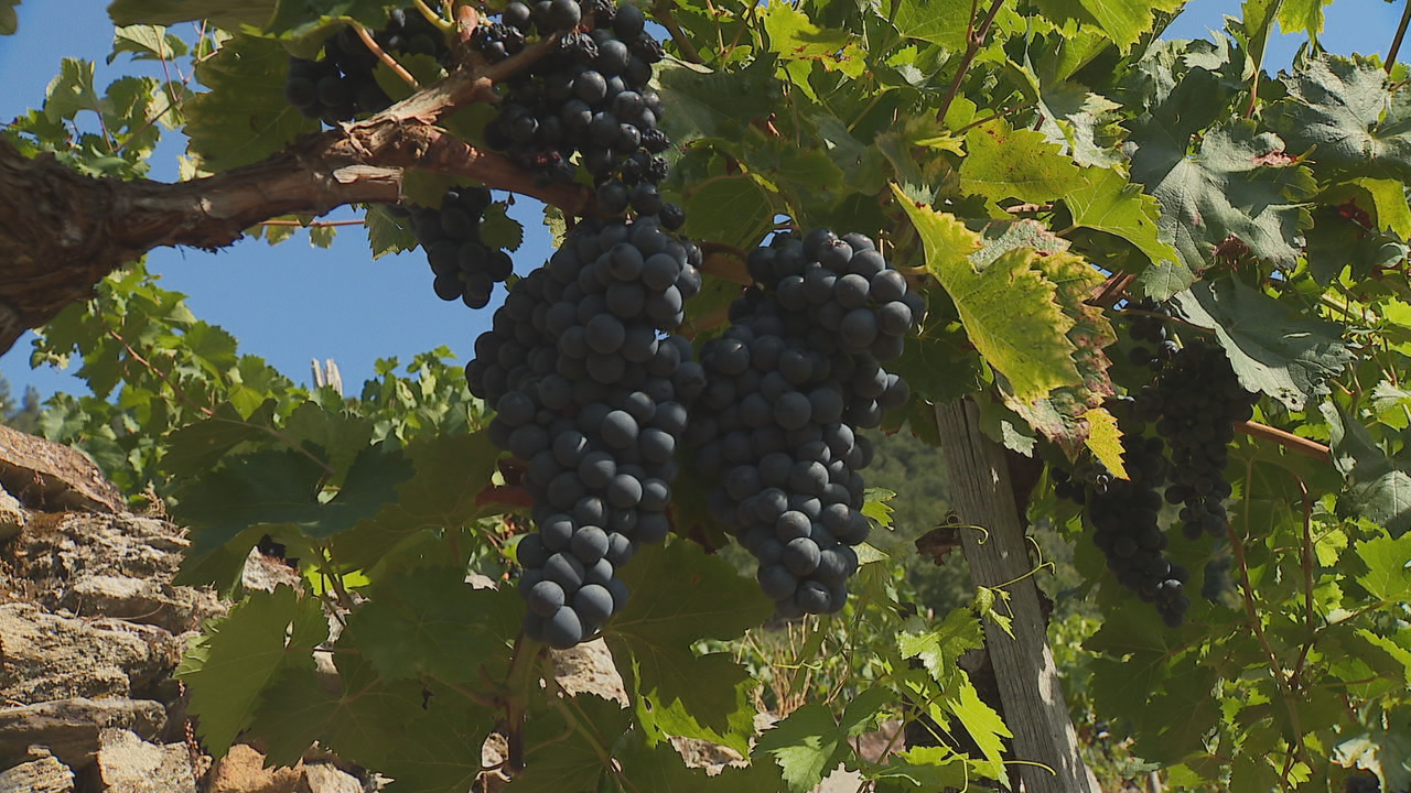 Este verán caluroso fixo que a uva madurase moito antes na Ribeira Sacra