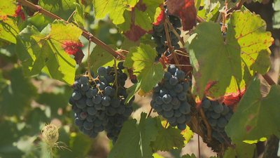 Vendima na Ribeira Sacra este sábado