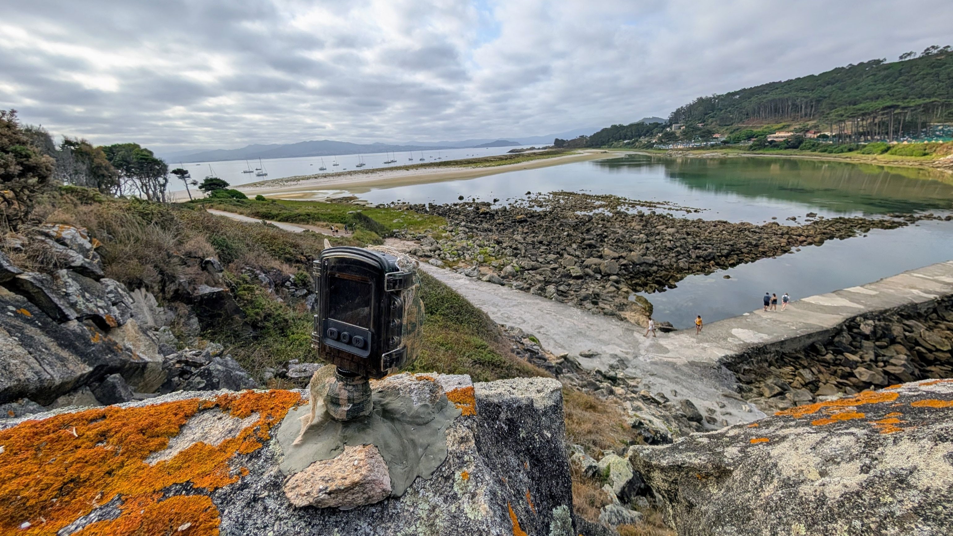 Estudo do ecotipo exclusivo de caramuxo bravo na Lagoa dos Nenos, nas Cíes