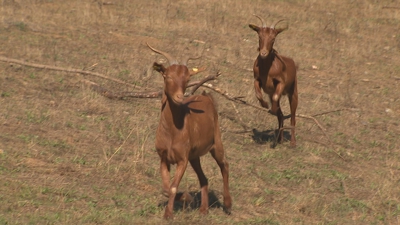 As dúas cabras máis vellas foron as únicas superviventes do ataque