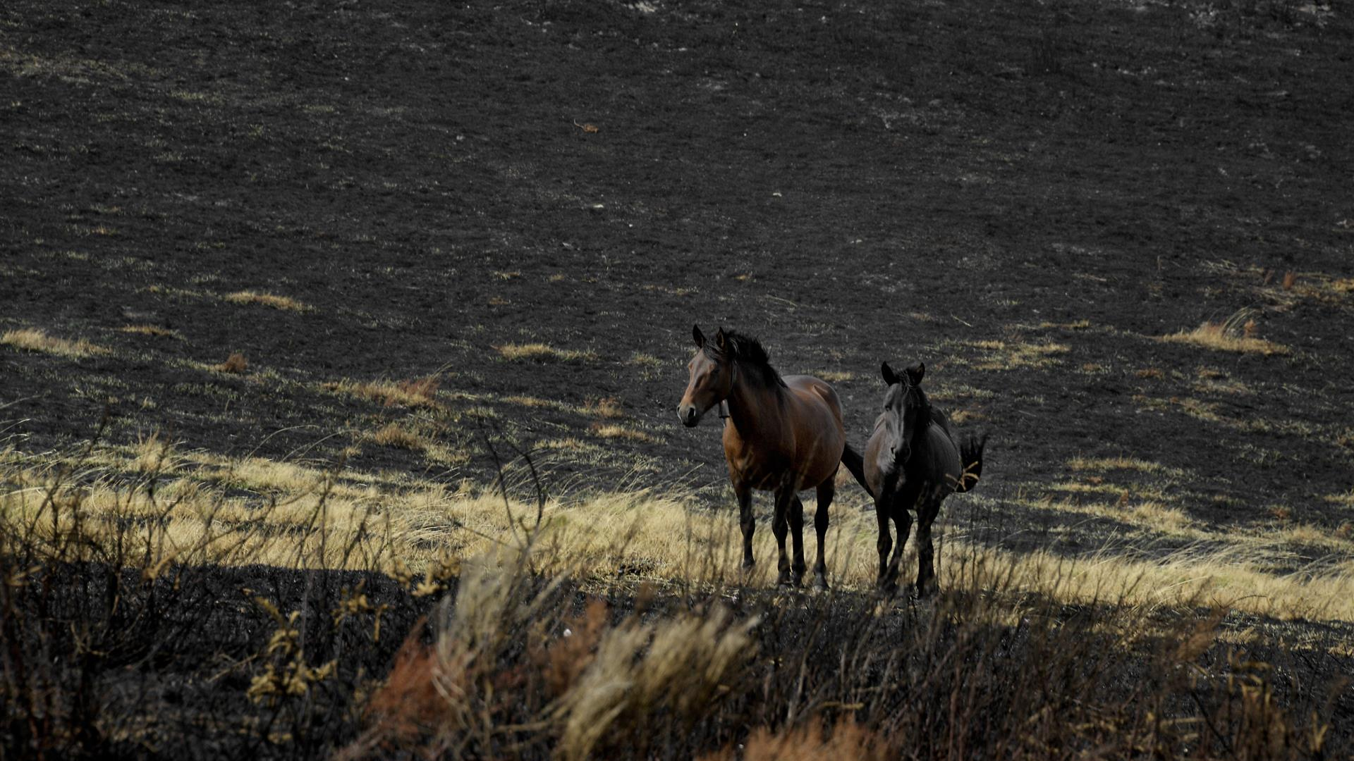 Cabalos en medio dos montes queimados na serra de San Mamede en setembro de 2025 (Rosa Veiga - Europa Press - Arquivo)