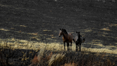 Cabalos en medio dos montes queimados na serra de San Mamede en setembro de 2025 (Rosa Veiga - Europa Press - Arquivo)