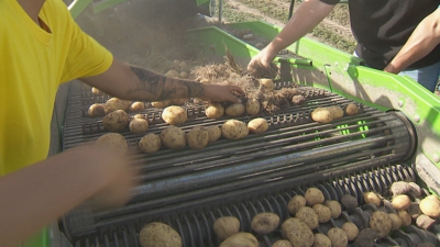 Agricultores da Limia participaron nunha exhibición de maquinaria dentro da Feira Allimagro.