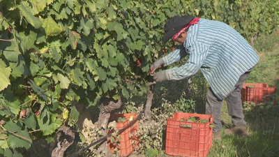 Ante afalta de man de obra as adegas teñen que contratar vendimadores profersionais de fóra de Galicia.