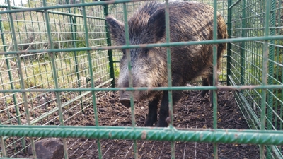 A ubicación das trampas acordarase entre o persoal municipal e a Unidade de Conservación da Natureza da Xunta. Arquivo