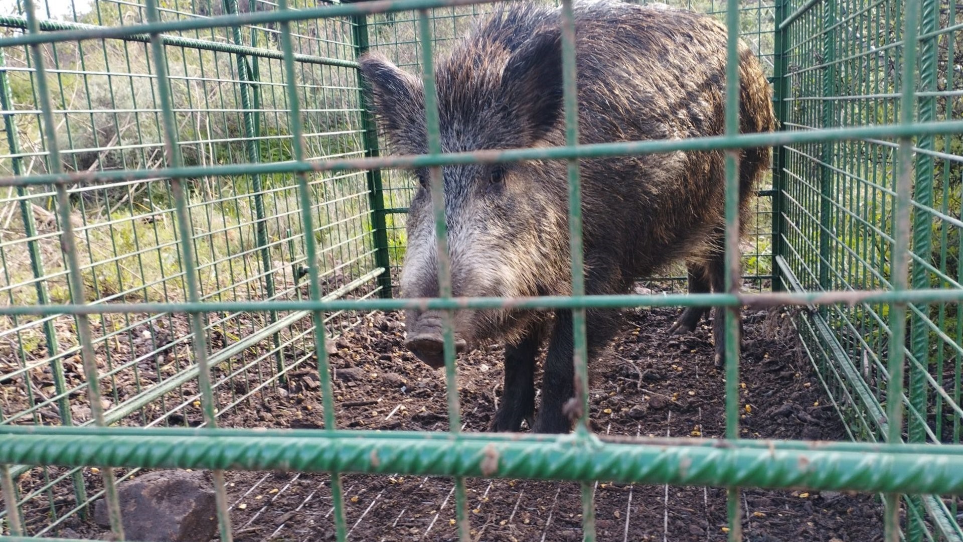 A localización das trampas acordarase entre o persoal municipal e a Unidade de Conservación da Natureza da Xunta. Arquivo.