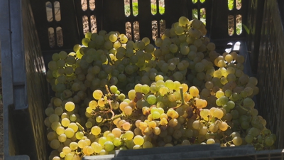 Acios de uva albariña recollidos nas viñas da adega mariñá