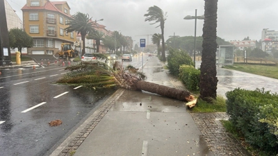 Árbore caída en Sanxenxo