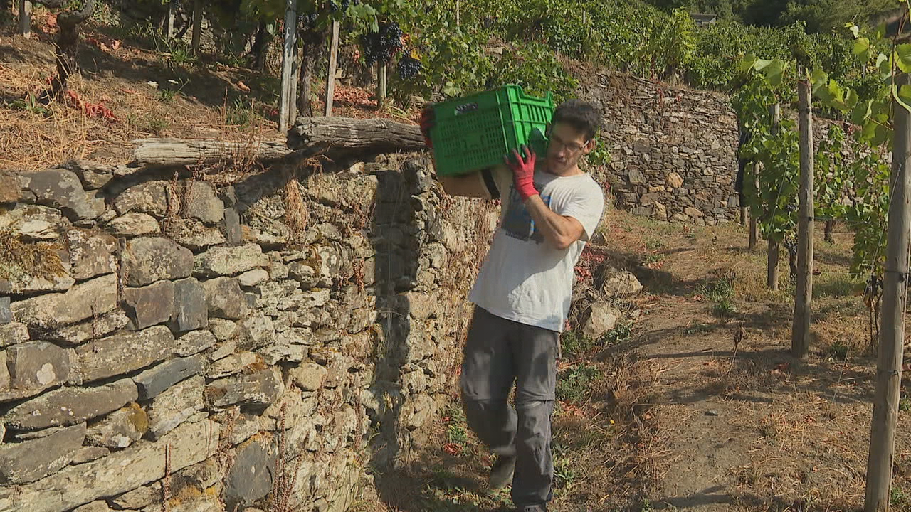 UU.AA defende un modelo de viticultura que favoreza as explotacións pequenas e medianas e o asentamento da poboación rural