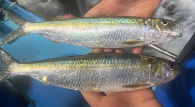 Exemplares de alacha capturados en augas galegas
